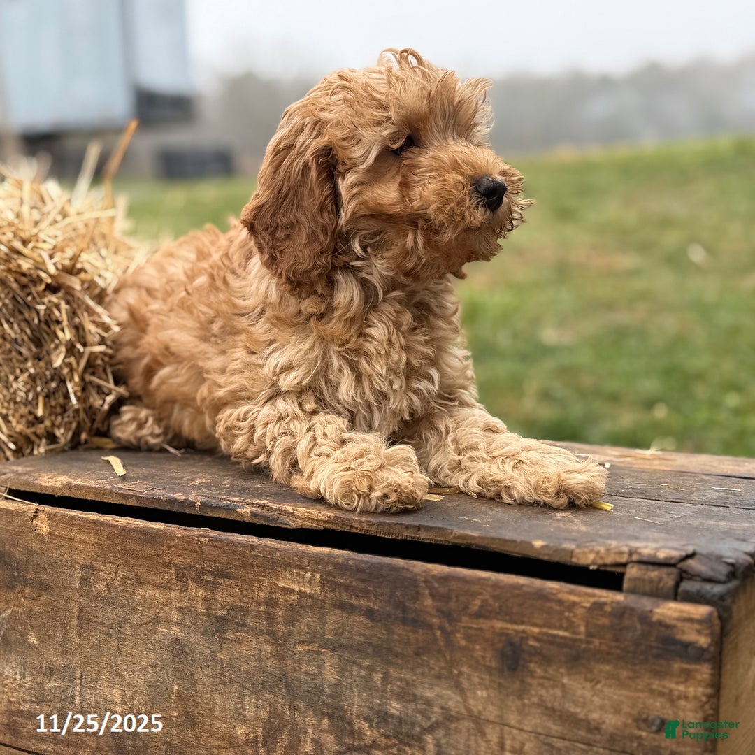 Irish Doodle dogs for sale: Frank  - Ad 7