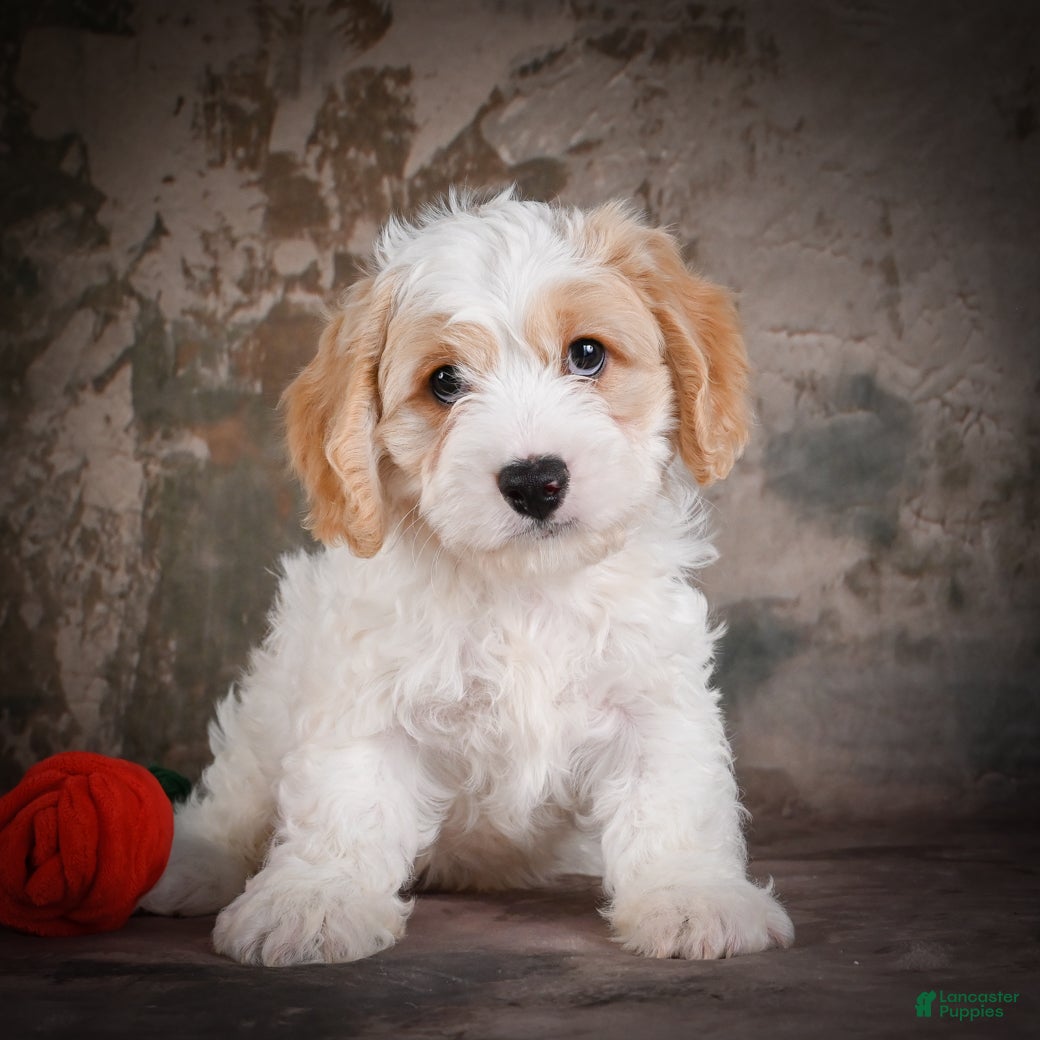 Cavachon dogs Jeremy - Ad 1