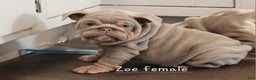English Bulldog dogs for sale: English Bulldog Puppy 3 - Ad 3