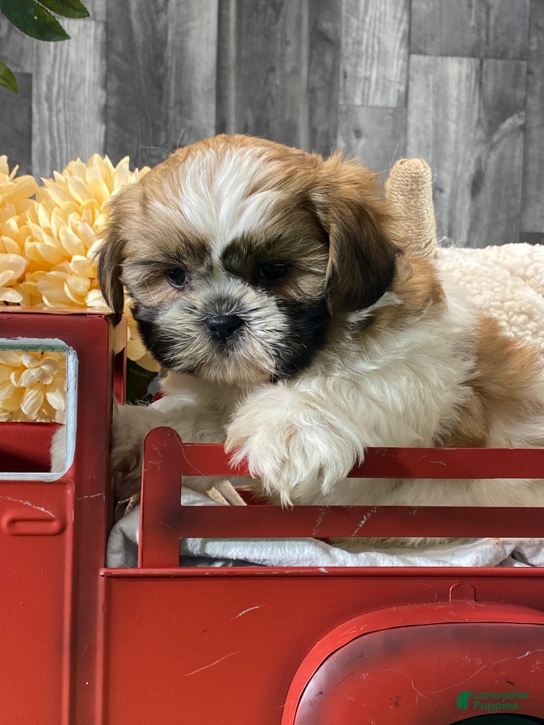 Shih Tzu dogs for sale: Snickers  - Ad 6