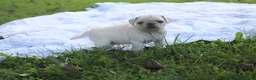 Pug dogs for sale: Chai -female- - Ad 9