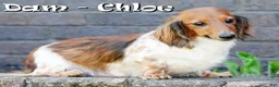 Miniature Dachshund dogs for sale: Baxter - Ad 11