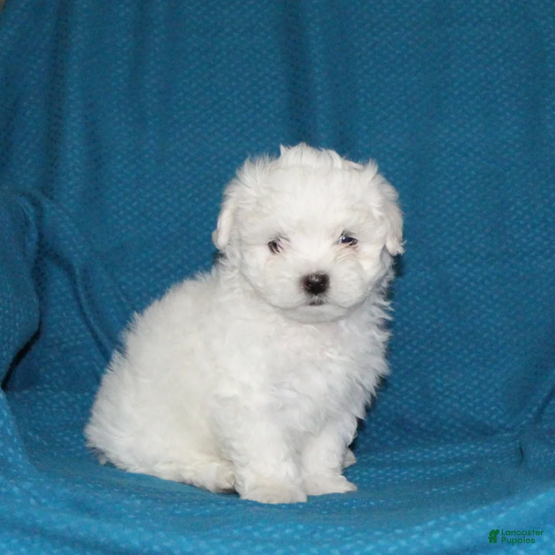 Malshi dogs for sale: Charlie - Ad 2