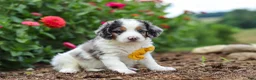Mini Bernedoodle dogs for sale: Herbie - Ad 3