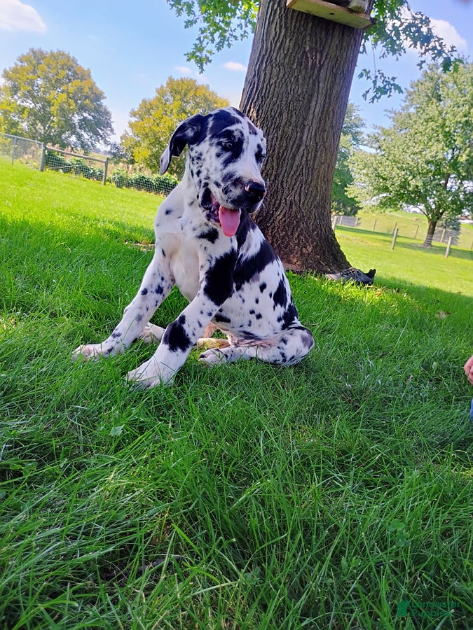 Great Dane dogs Tessa - Ad 2