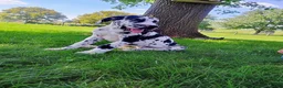 Great Dane dogs for sale: Tessa - Ad 2