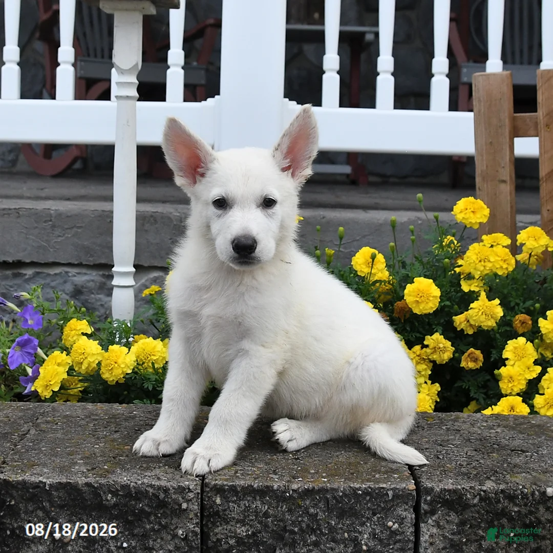 German Shepherd dogs for sale: Moose - Ad 3