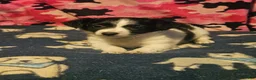 Chihuahua dogs for sale: Pearl - Ad 8