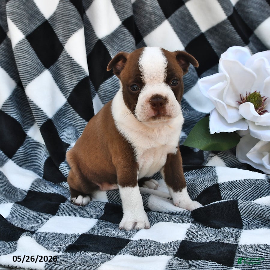 Boston Terrier dogs Brady - Ad 1