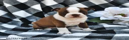 Boston Terrier dogs for sale: Brady - Ad 1