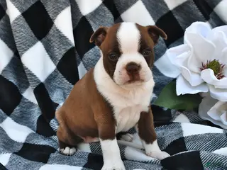 Boston Terrier dogs for sale: Brady - Ad 3