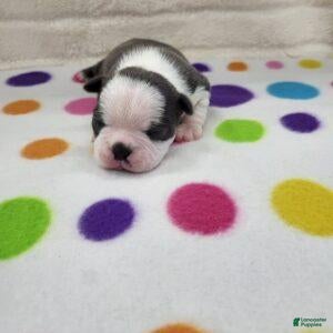 Boston Terrier dogs for sale: Female 1 - Ad 2