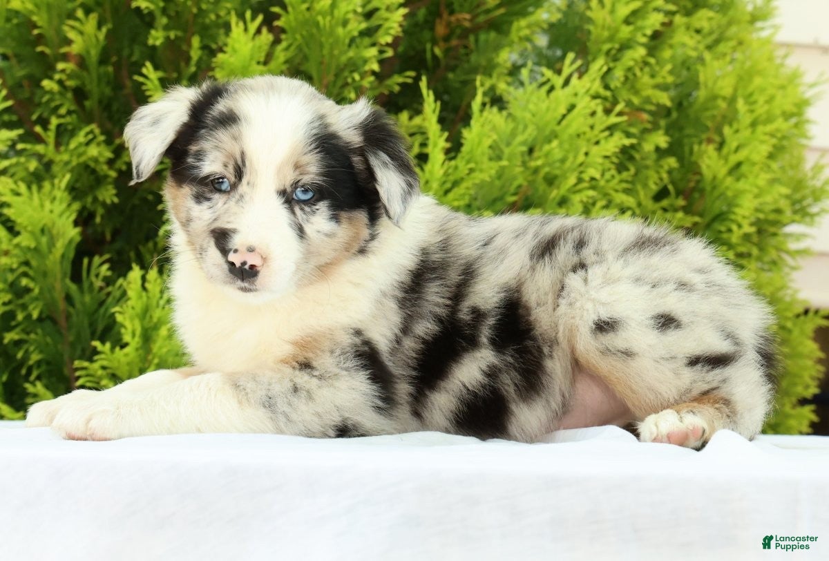 Australian Shepherd dogs for sale: Skippy - Ad 3