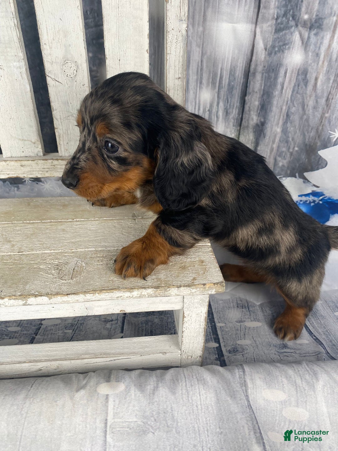 Miniature Dachshund dogs for sale: Dixie - Ad 4