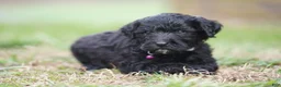 Portuguese Water Dog dogs for sale: April - Ad 5