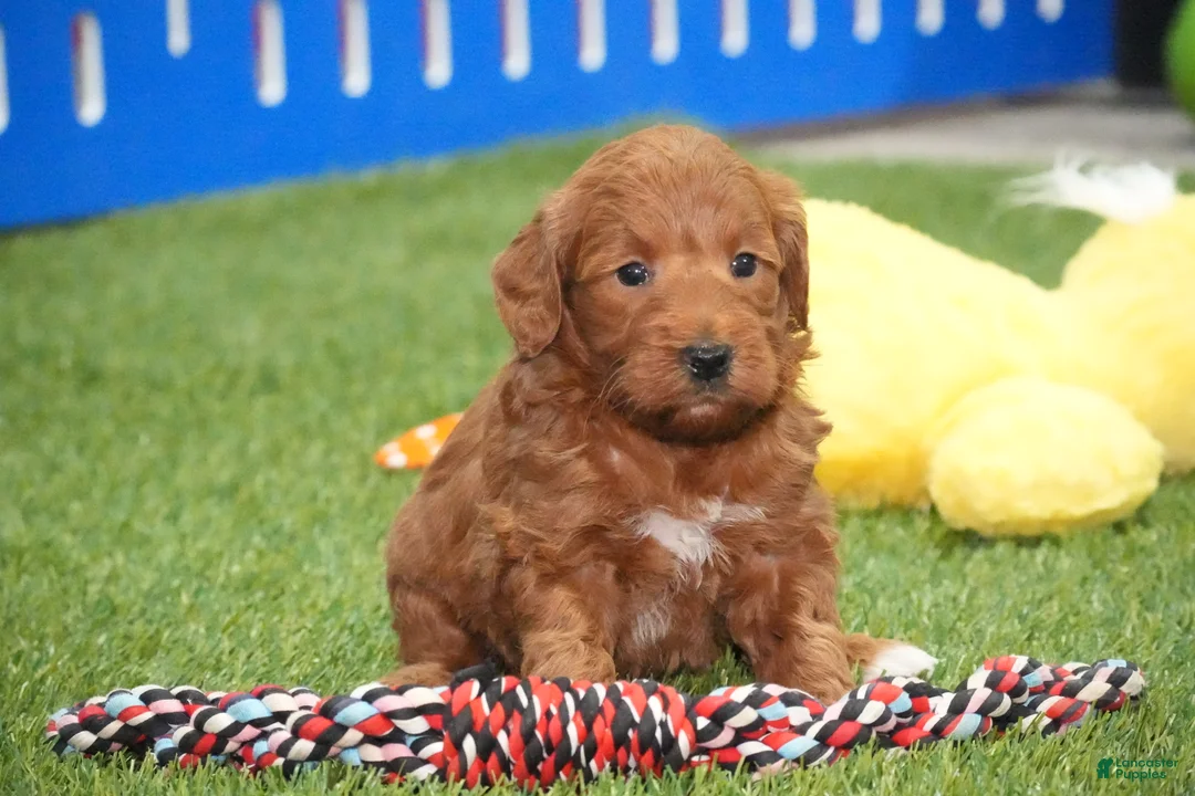 Mini Goldendoodle dogs for sale: Mini Goldendoodle Puppy 3 - Ad 1