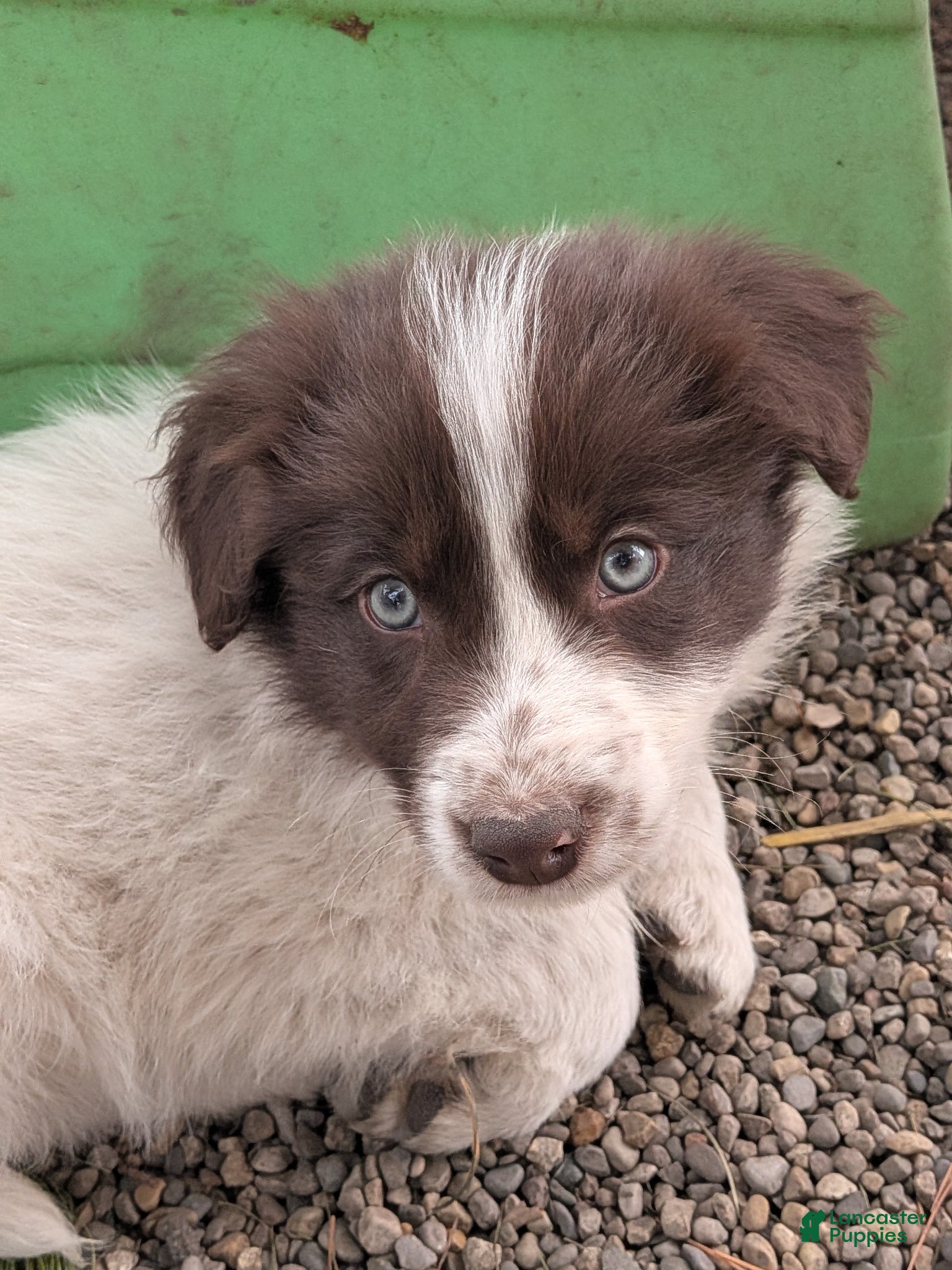 Border Collie dogs Border Collie Puppy 2 - Ad 42