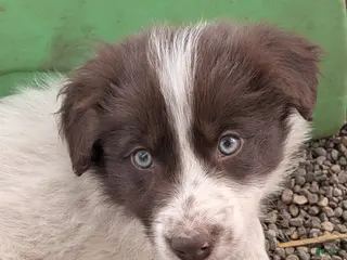 Border Collie dogs Border Collie Puppy 2 - Ad 42
