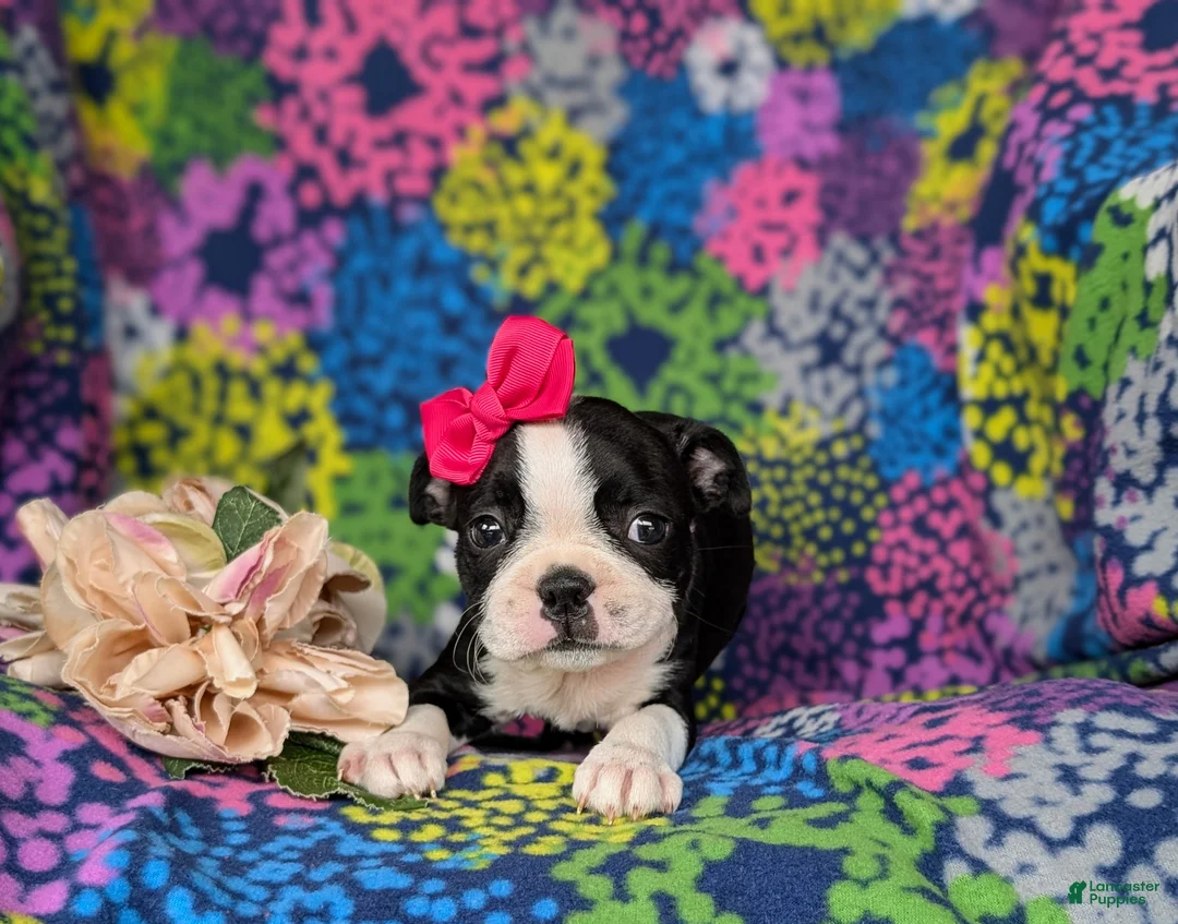 Boston Terrier dogs for sale: Elly - Ad 5