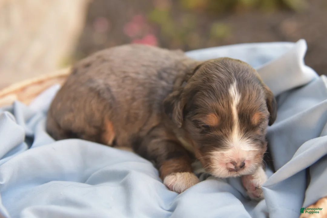 Bernedoodle dogs for sale: Alfie - Ad 2