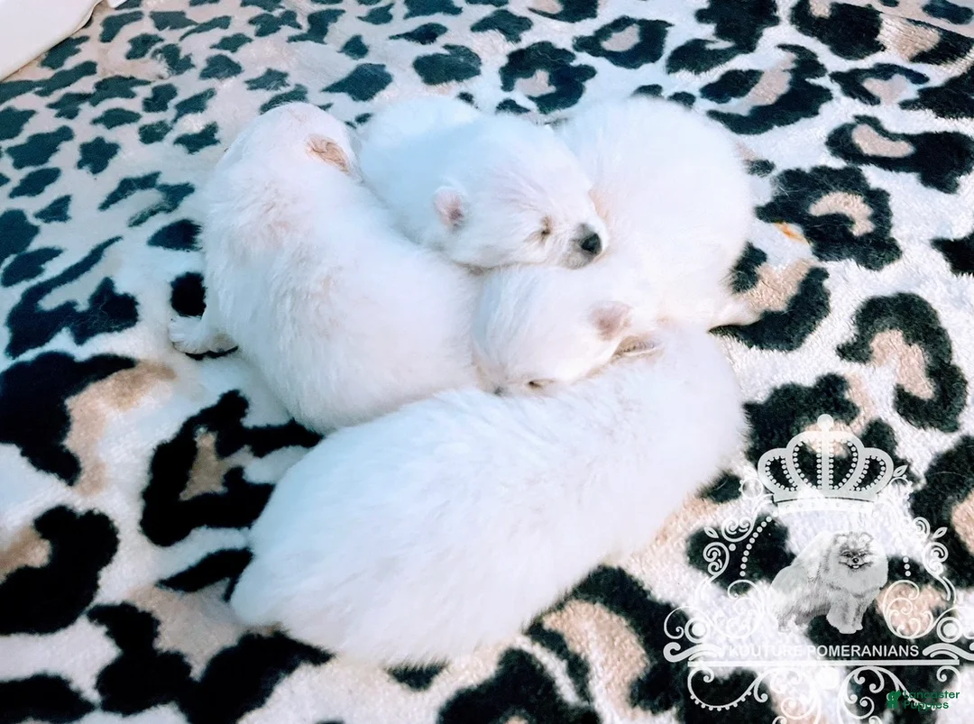Pomeranian dogs for sale: Grace - Ad 2