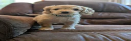 Cockapoo dogs for sale: Archie - Ad 8