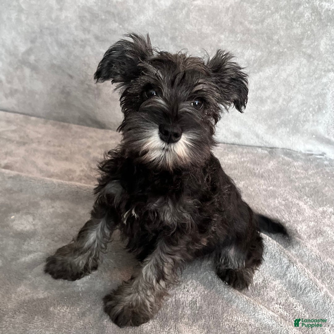 Miniature Schnauzer dogs for sale: Teddy - Ad 1