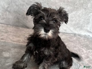 Miniature Schnauzer dogs Teddy - Ad 28