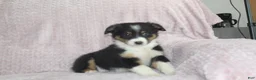 Australian Shepherd dogs for sale: Posey - Ad 7