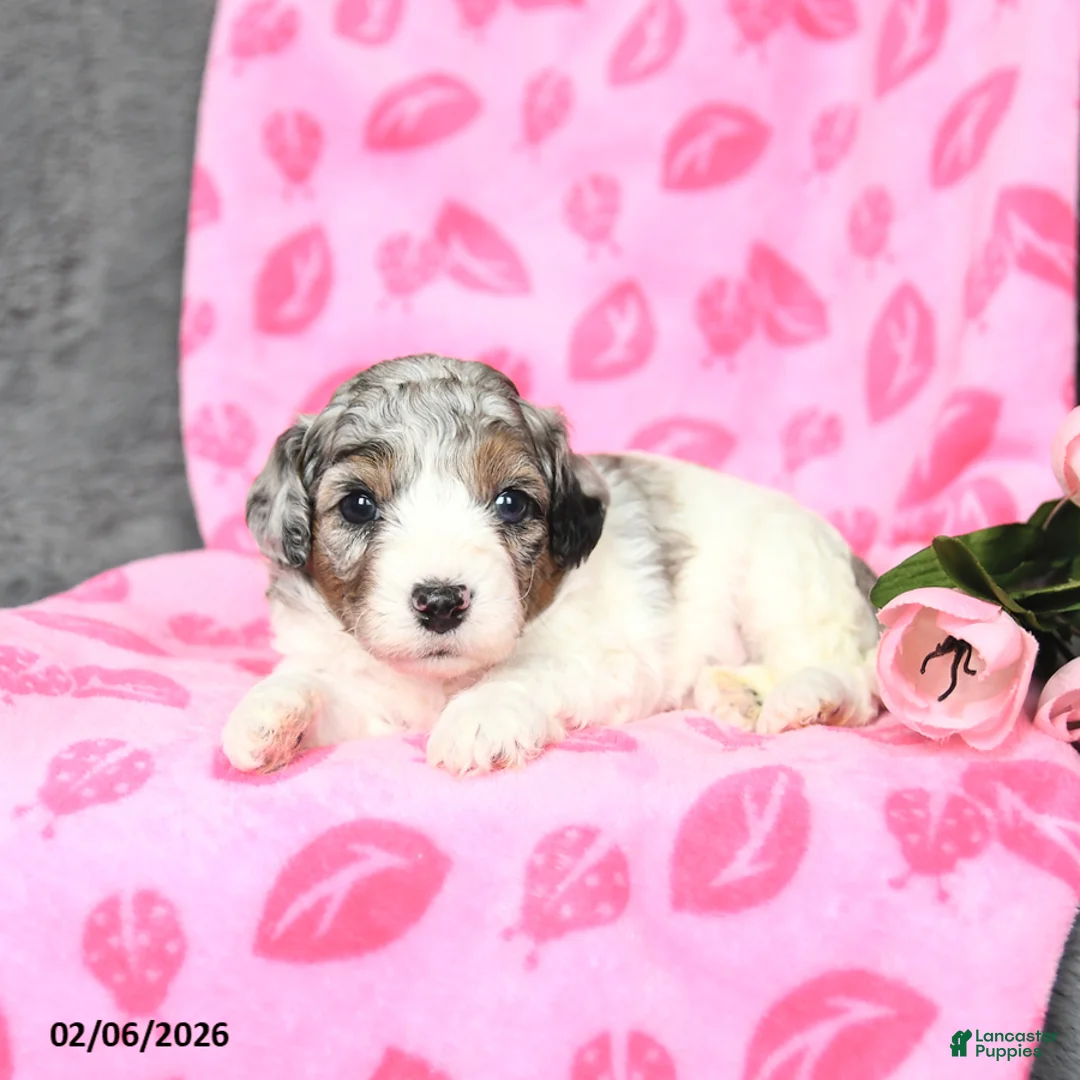 Bichpoo dogs for sale: Dexter - Ad 2