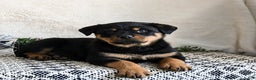 Rottweiler dogs for sale: Gru  - Ad 2