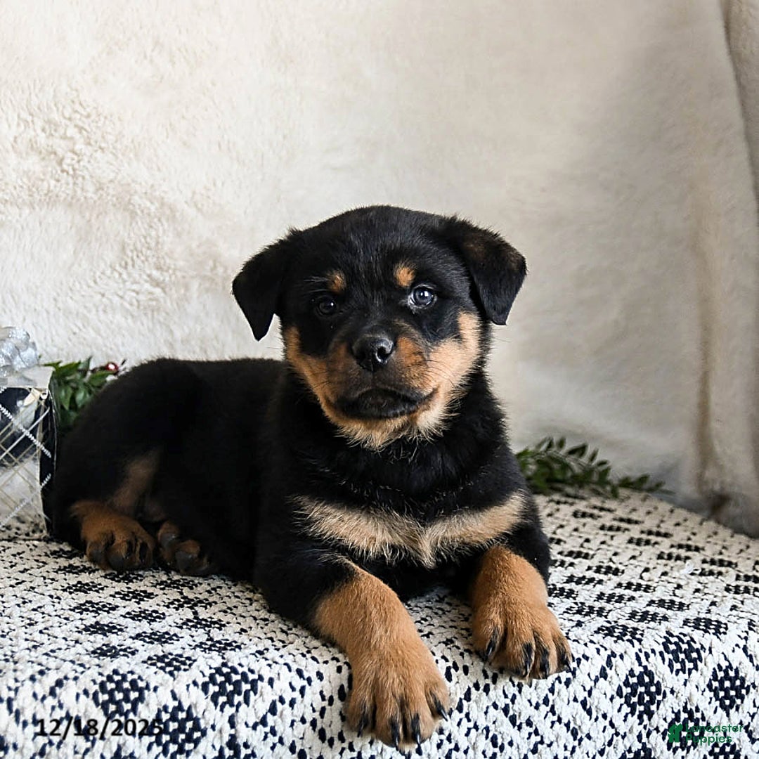 Rottweiler dogs for sale: Gru  - Ad 2