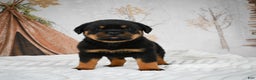 Rottweiler dogs for sale: Kara - Ad 12