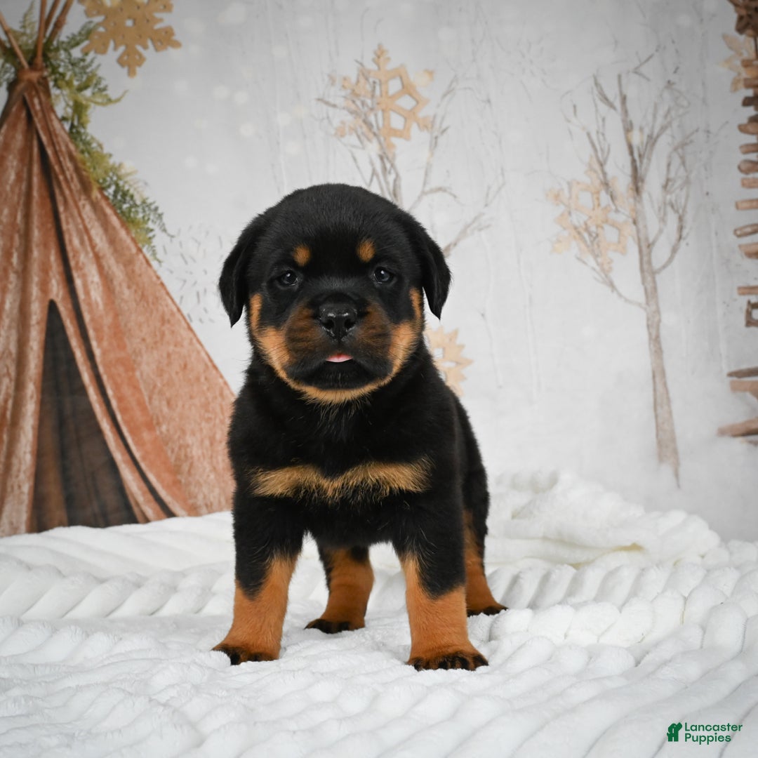 Rottweiler dogs for sale: Kara - Ad 12