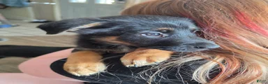 Mixed Breed 1