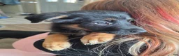 Mixed Breed dogs for sale: Mixed Breed 1 - Ad 1