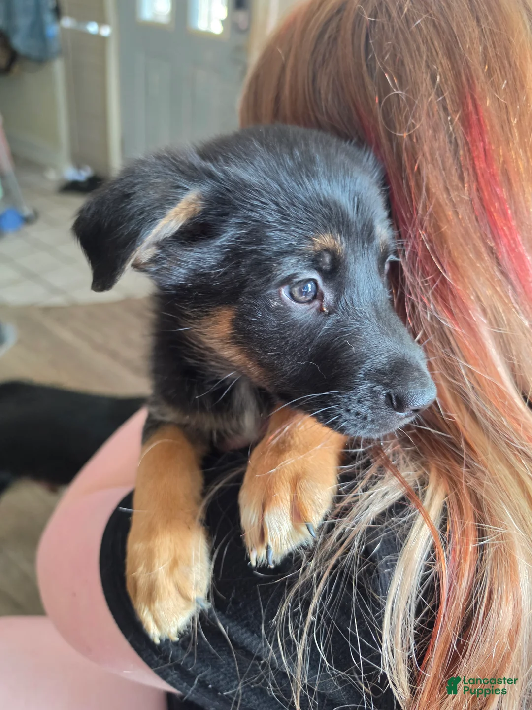 Mixed Breed dogs for sale: Mixed Breed 1 - Ad 1
