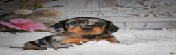 Miniature Dachshund dogs for sale: AKC-Hero - Ad 2