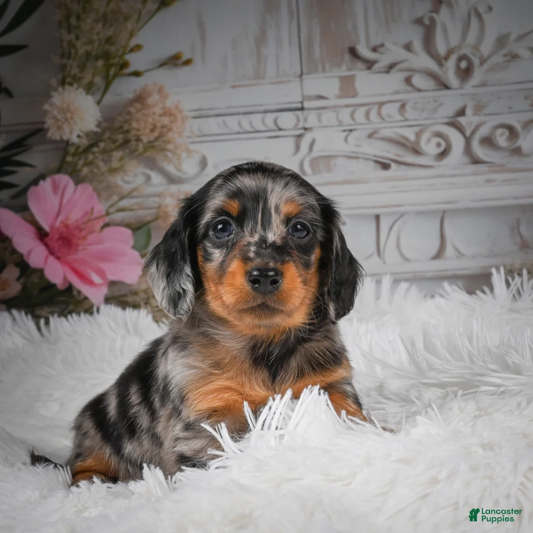 Miniature Dachshund dogs for sale: AKC-Hero - Ad 2