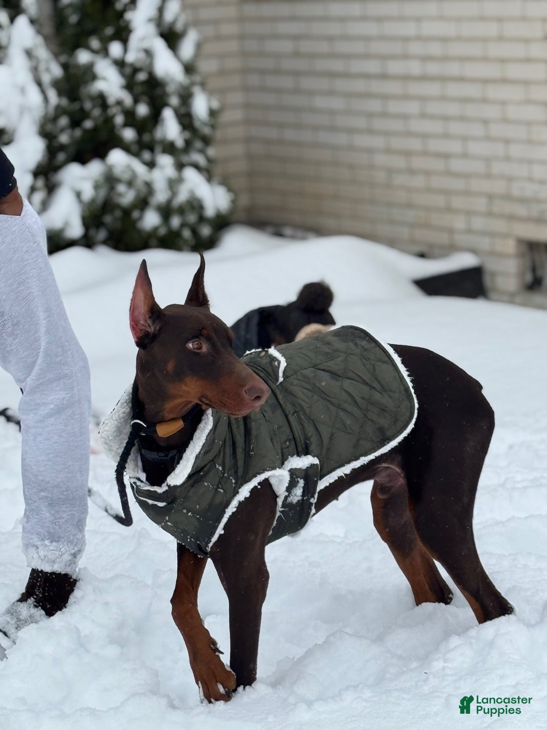 Doberman Pinscher dogs for stud: Onyx's Litter - Ad 2