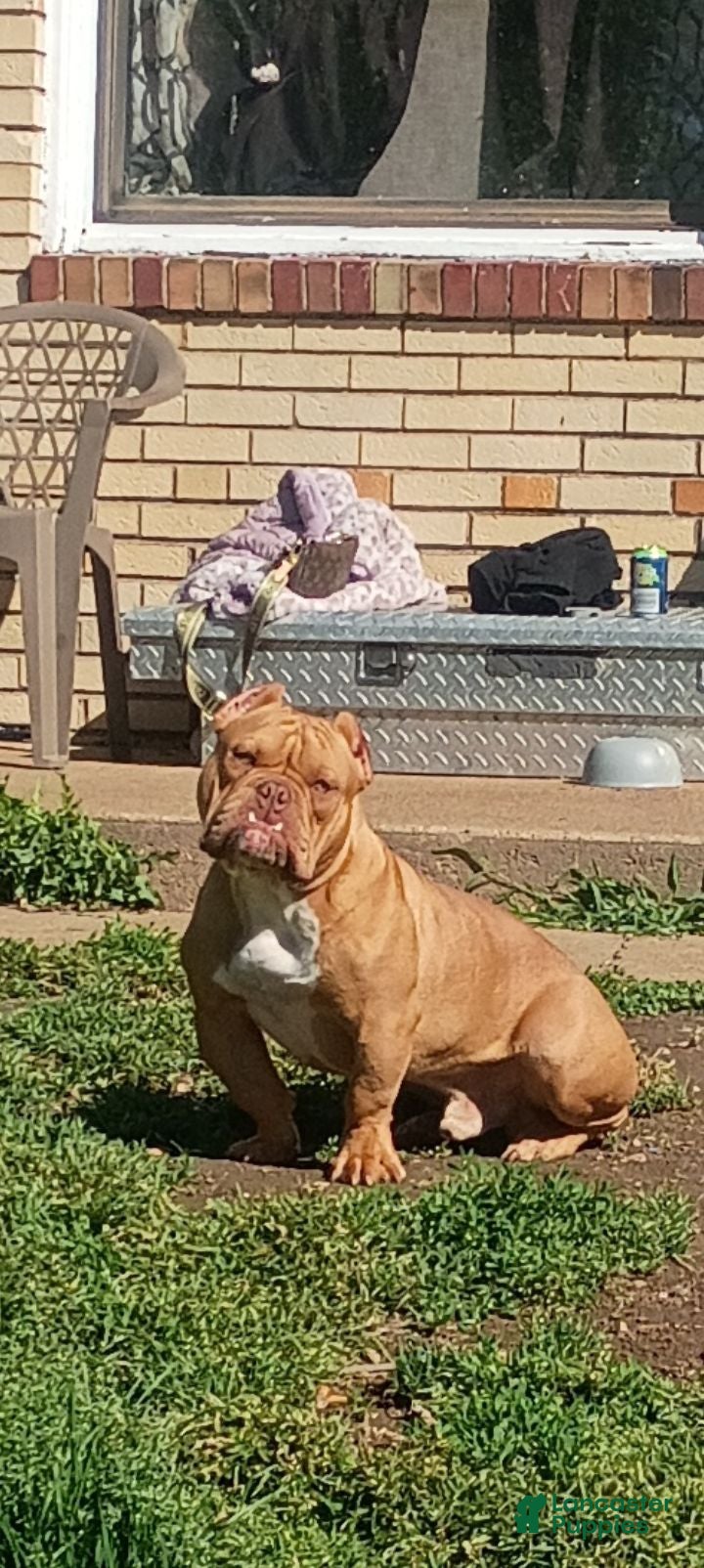 American Bully dogs American Bully 2 - Ad 31