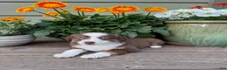 Miniature Australian Shepherd dogs for sale: Hooligans Red Tri Female - Ad 1