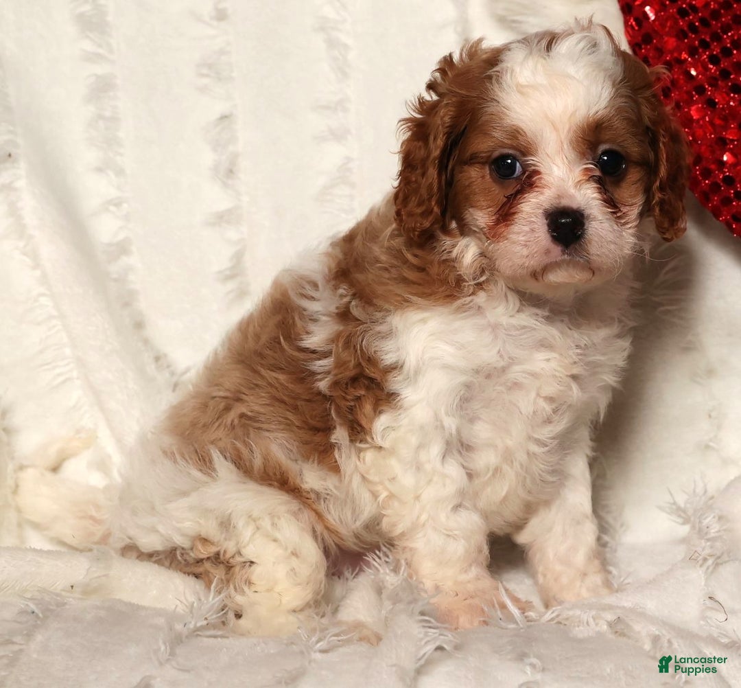 Cavapoo dogs for sale: Charles - Ad 3
