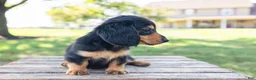 Miniature Dachshund dogs for sale: Diva - Ad 4