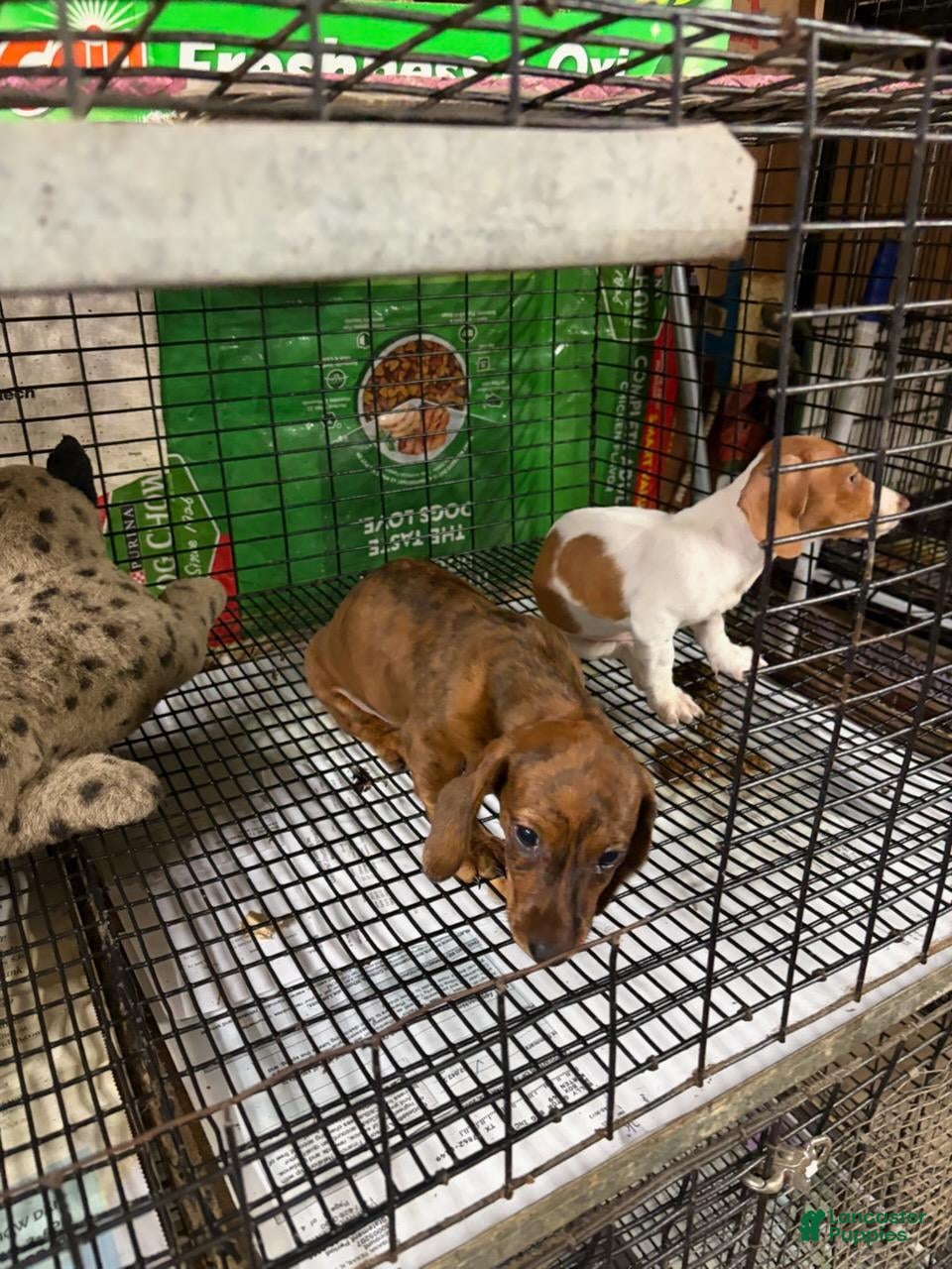 Dachshund dogs for sale: Dachshund Male 1 - Ad 2