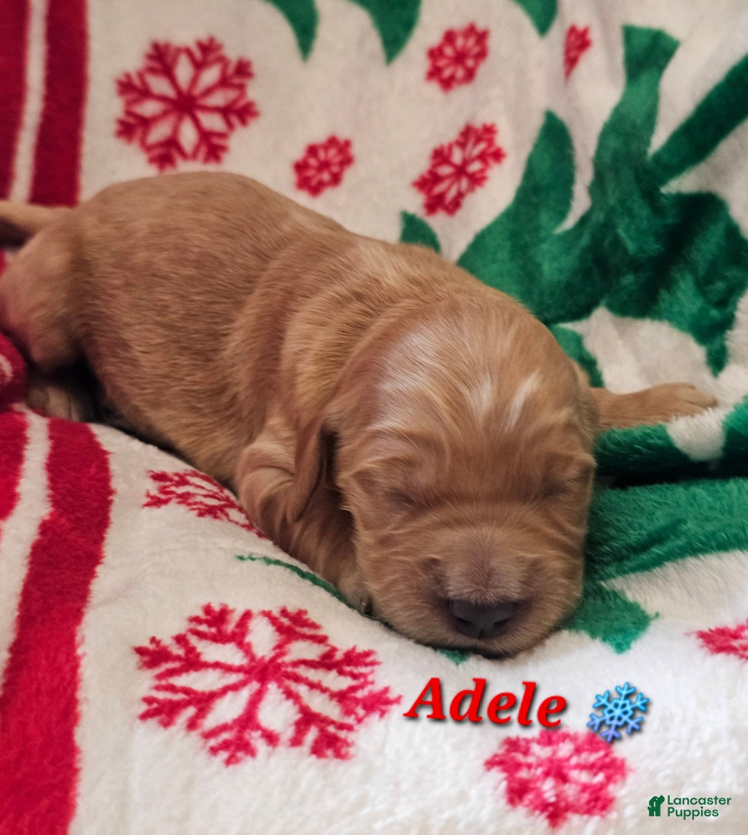 Goldendoodle dogs for sale: Adele - Ad 2