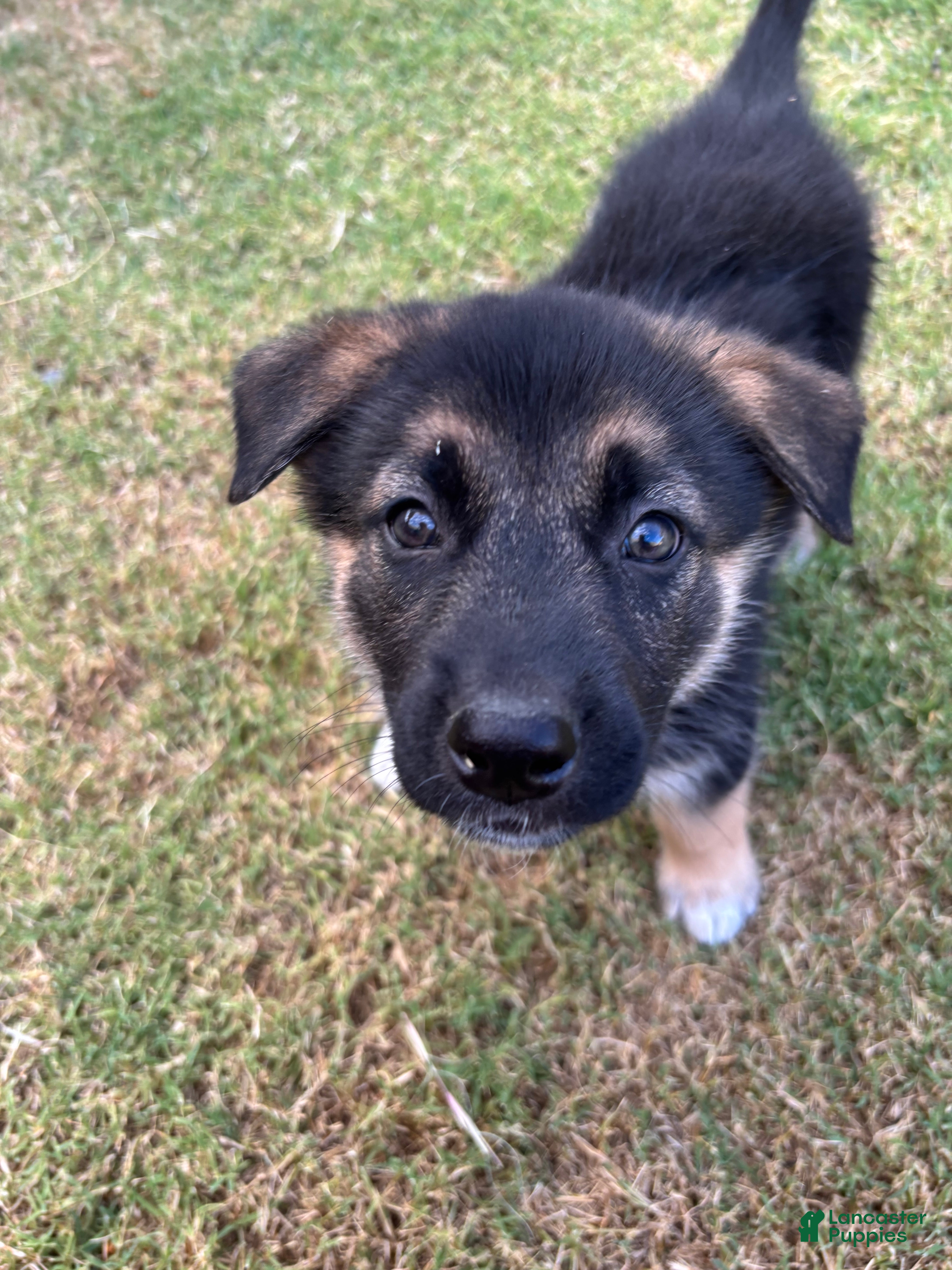 Gerberian Shepsky dogs Bob - Ad 1