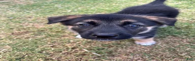 Bob