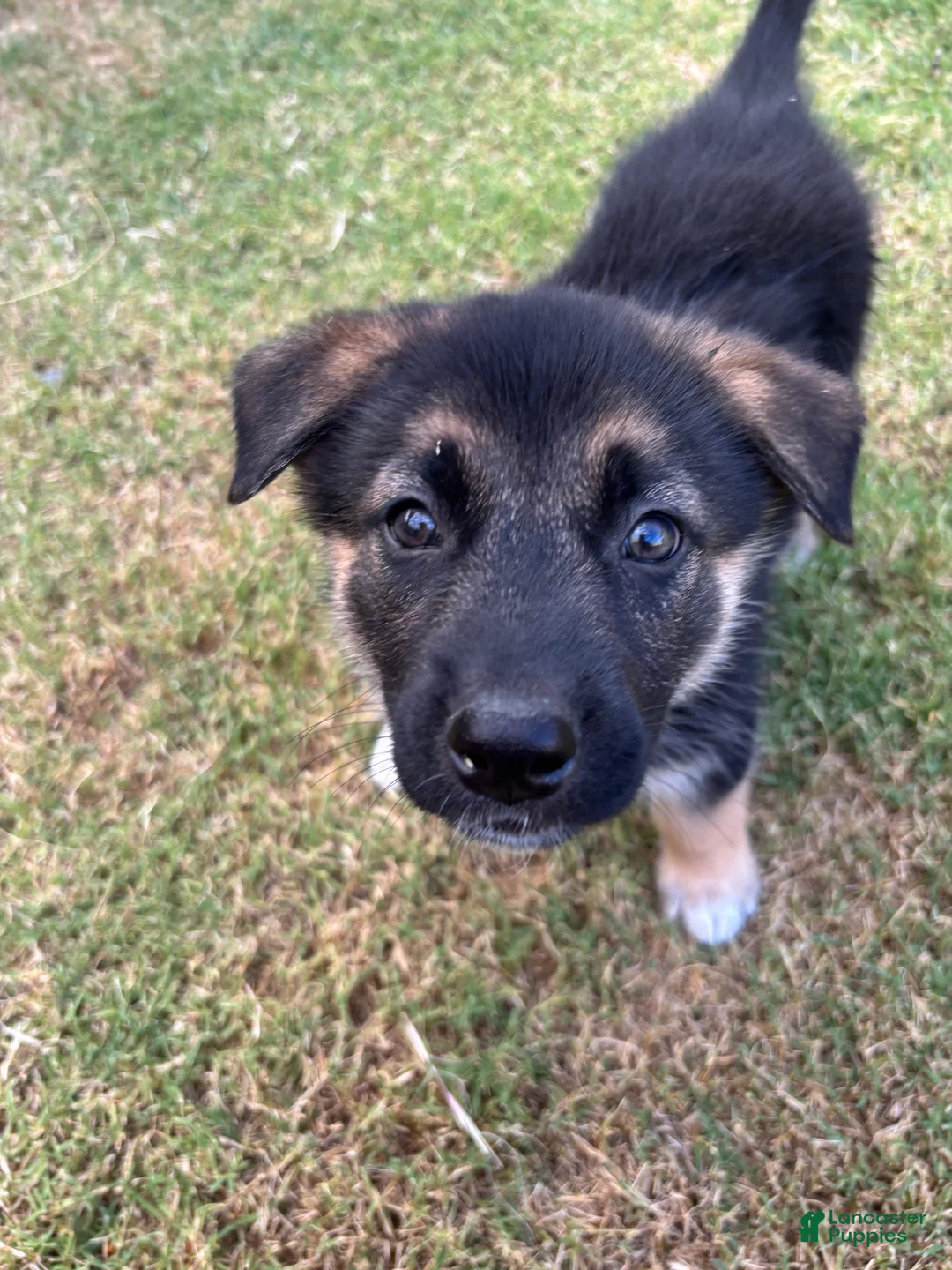 Gerberian Shepsky dogs for sale: Bob - Ad 1