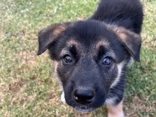 Gerberian Shepsky dogs Bob - Ad 6